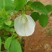 Aparajita Climbing Clitoria Ternatea Flower Plant (White) - Kadiyam Nursery