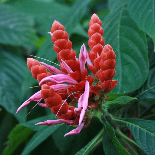 Aphelandra sinclairiana,Panama, Coral Aphelandra - Kadiyam Nursery