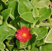 Aptenia cordifolia,Baby Sun Rose Red, Ice Plants - Kadiyam Nursery