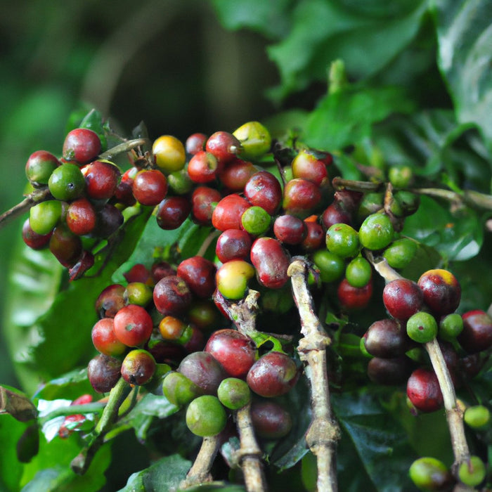 Exotic and Flavorful | Coffee Bean Arabian (Coffea Arabica) Live Tree for Sale