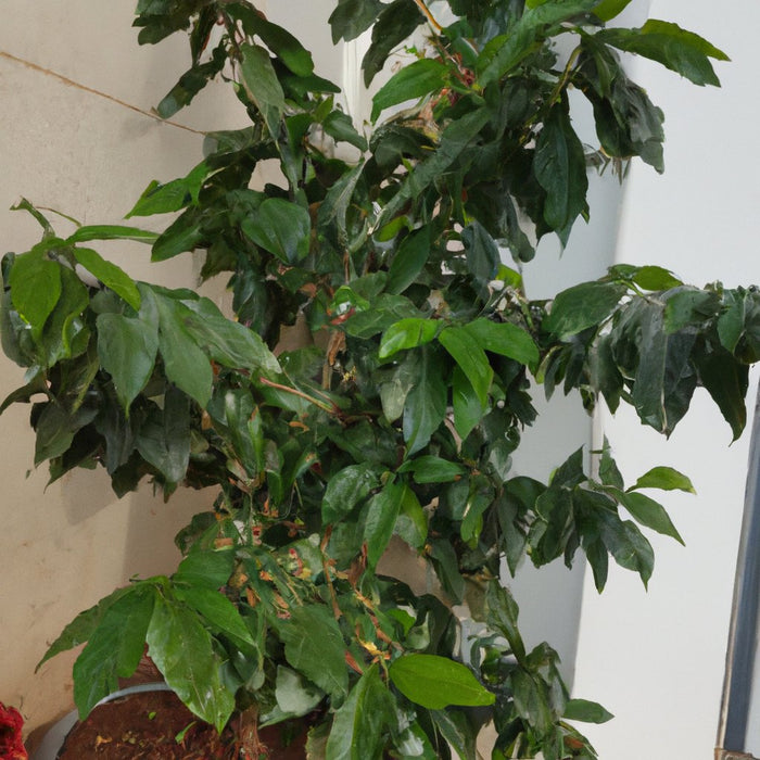 Exotic and Flavorful | Coffee Bean Arabian (Coffea Arabica) Live Tree for Sale