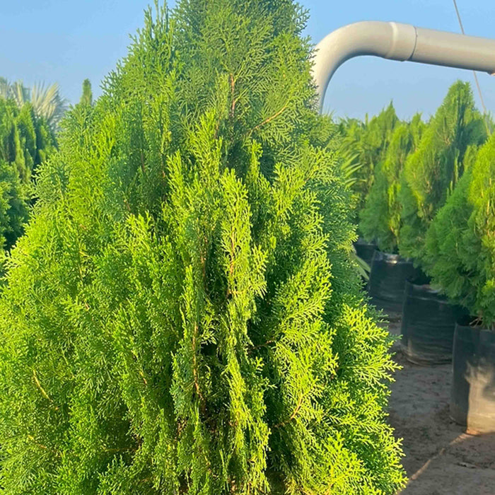 Buy Compact Thuja Plant - Add Beauty to Your Garden Today