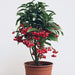 Ardisia crenata plants,Coral Berry - Kadiyam Nursery