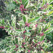 Ardisia humilis variegata,Variegated Ardesia - Kadiyam Nursery