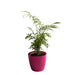 Areca Palm Air Purifier plant Oxygen Plant 10-18 inch height black pot Indoor Plant 6-7 stems 4-5 inch pot - Kadiyam Nursery