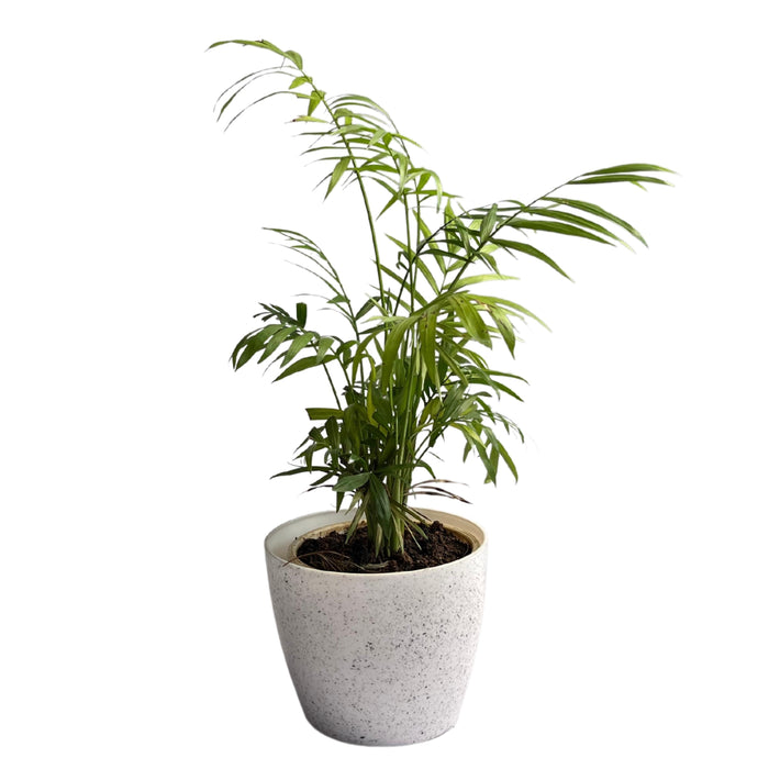 Areca Palm Air Purifier plant Oxygen Plant 10-18 inch height black pot Indoor Plant 6-7 stems 4-5 inch pot - Kadiyam Nursery