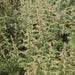 Artemisia pallaris, Artemisia vulgaris, Artemisia vulgaris var. nilagirica,Mugwort, Indian Wormwood, Fleabane - Kadiyam Nursery