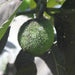 Artocarpus altilis, A. communis, A. incisus,Bread Fruit, Milk Juice Tree - Kadiyam Nursery