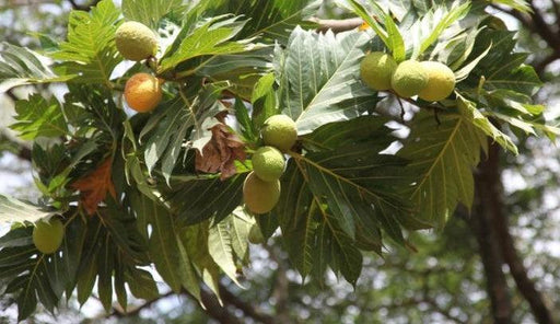 Artocarpus altilis, A. communis, A. incisus,Bread Fruit, Milk Juice Tree - Kadiyam Nursery