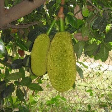 Karai (Tamil: கறை), Fabaceae (pea, or legume family) » Acac…