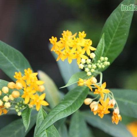 Asclepias curassavica aurea,Asclepias Yellow Flowered, Blood Flower Yellow - Kadiyam Nursery