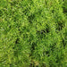 Asparagus densiflorus compacta,Compact Asparagus - Kadiyam Nursery