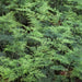 Asparagus densiflorus plumosus,Bridal Fern - Kadiyam Nursery