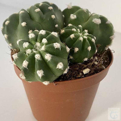 Astrophytum Cactus - Kadiyam Nursery