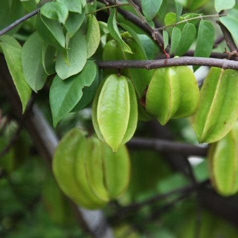 Buy Star Fruit Plants, Delicious Fruits for Home Garden — Kadiyam Nursery