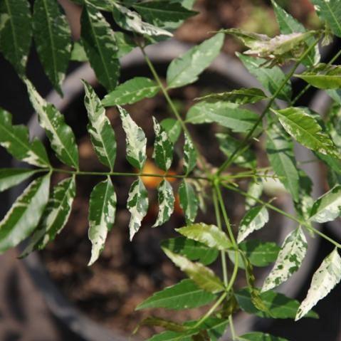 Azadirachta indica variegata,Variegated Neem - Kadiyam Nursery