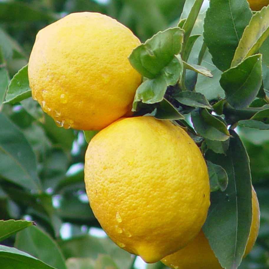 Lemon trees