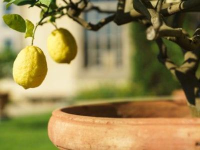 Lemon "Balaji" All Season For Kitchen Garden Plant(1 Healthy Live Plant) - Kadiyam Nursery