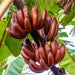 Banana plant Red Chakrakeli - Fruit Plants & Tree Plants - Kadiyam Nursery