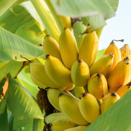 Banana Tree PALAYANKODAN (Variety Of Amruthapani ) ... 1 Live Healthy Plant.. - Kadiyam Nursery