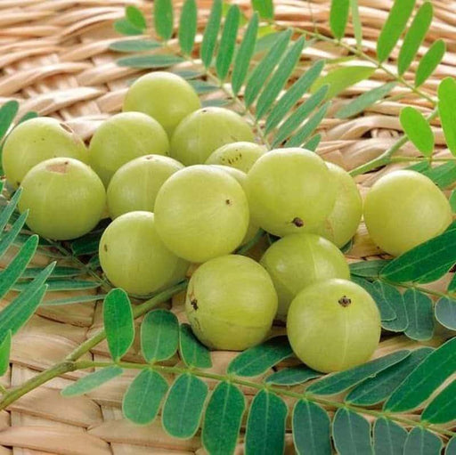 Banarasi Amla/Gooseberry/Phyllanthus emblica herbal fruit plant - Kadiyam Nursery