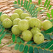 Banarasi Amla/Gooseberry/Phyllanthus emblica herbal fruit plant - Kadiyam Nursery