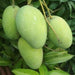 Banganapalle Mango Benishan (Banganappally) All Season Garden Plant(1 Healthy Live Plant) - Kadiyam Nursery
