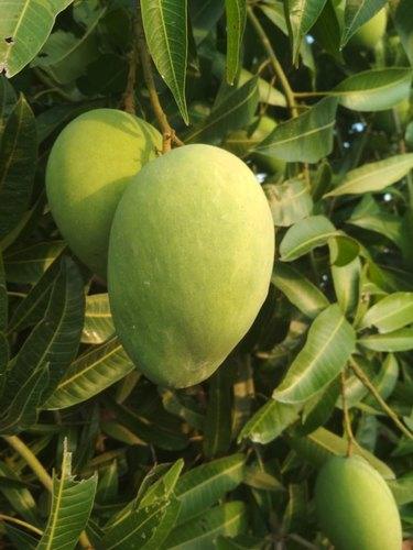 Banganapalle Mango Benishan (Banganappally) All Season Garden Plant(1 Healthy Live Plant) - Kadiyam Nursery