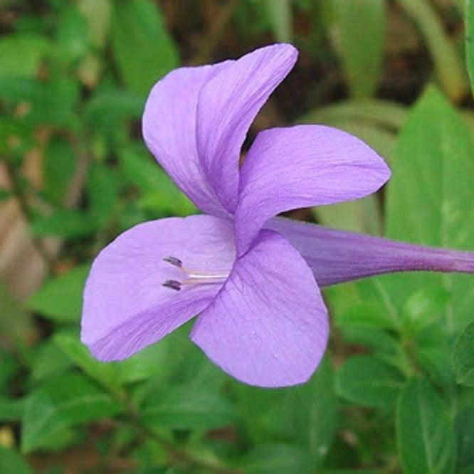 Barleria cristata, B. dichotoma ,Philippine Violet - Kadiyam Nursery