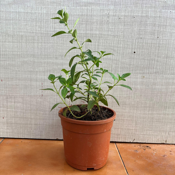 Basil,Ocimum basilicum, mint plant - Kadiyam Nursery
