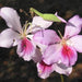 Bauhinia variegata, Phanera variegata,Purple Orchid Tree, Poor Mans Orchid - Kadiyam Nursery