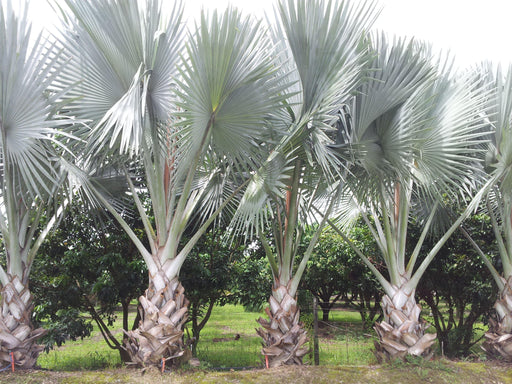 Biscmarck Plam(Bismarckia nobilis) plant - Kadiyam Nursery