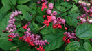 Bleeding Heart Vine (Red)– Clerodendron Vine, Clerodendrum Thomsoniae - Kadiyam Nursery