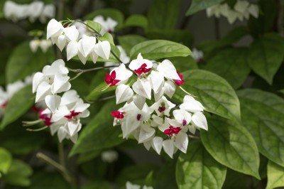Bleeding Heart Vine (White)– Clerodendron Vine, Clerodendrum Thomsoniae - Kadiyam Nursery