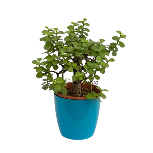 Bonsai Jade for Home Decor with Plastic Pot I Best Gifting Plant I Live Indoor Plant I - Kadiyam Nursery