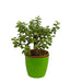 Bonsai Jade for Home Decor with Plastic Pot I Best Gifting Plant I Live Indoor Plant I - Kadiyam Nursery