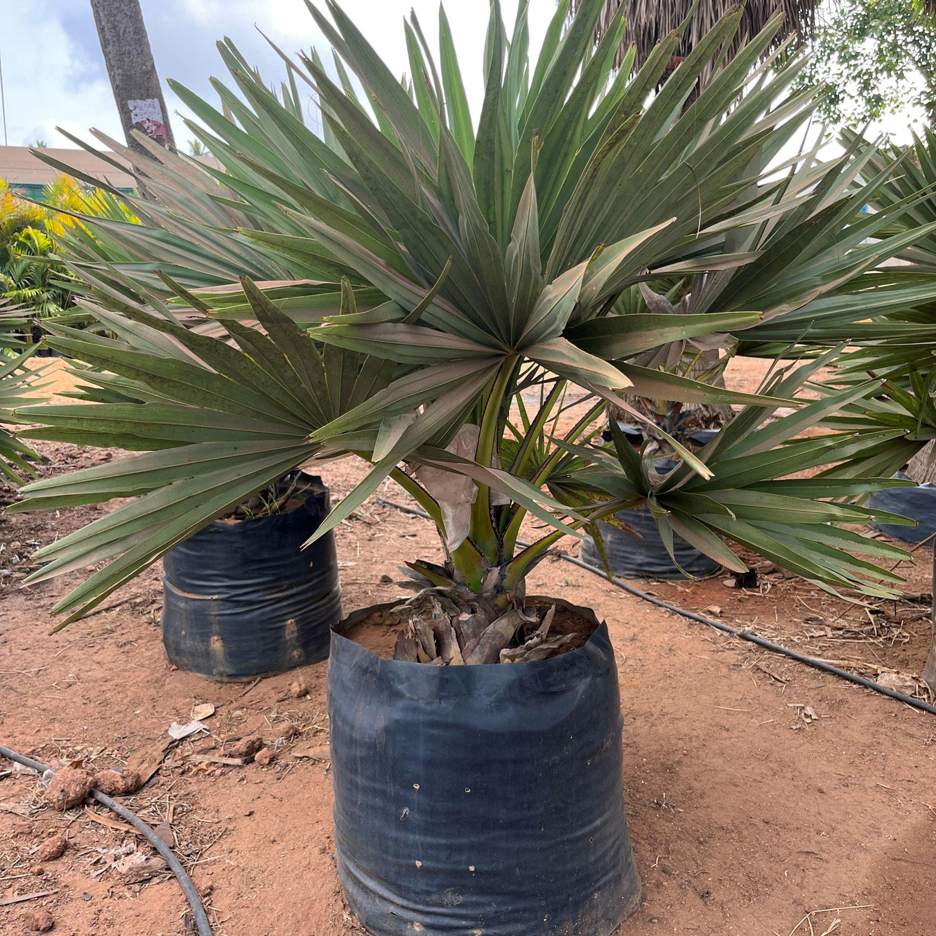 Palm And Cycads