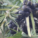 Borassus flabellifer,Palmyra Palm, Toddy Palm, Lontar Palm, Talauriksha Palm,Rontar Palm, Wine Palm - Kadiyam Nursery