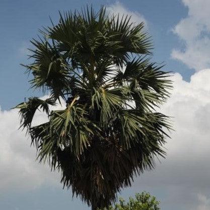 Borassus flabellifer,Palmyra Palm, Toddy Palm, Lontar Palm, Talauriksha Palm,Rontar Palm, Wine Palm - Kadiyam Nursery