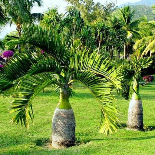 Bottle palm(Hyophorbe lagenicaulis) - Kadiyam Nursery