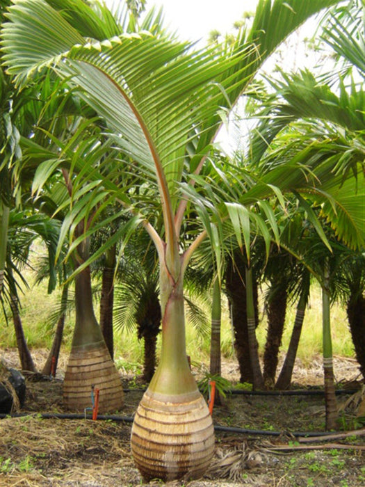 Bottle palm(Hyophorbe lagenicaulis) - Kadiyam Nursery
