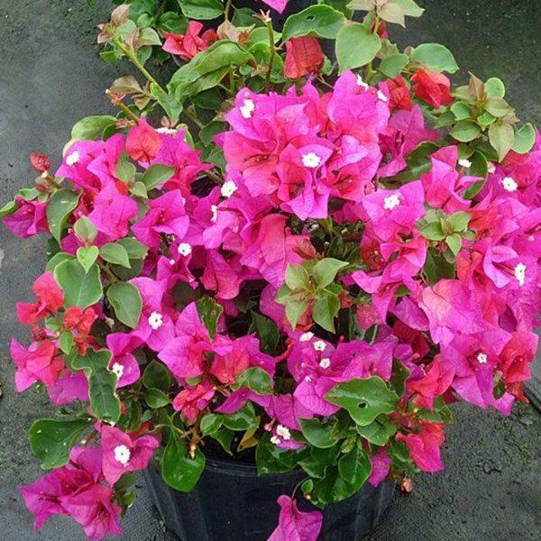 Bougainvillea Dwarf (Pink) - Plant - Kadiyam Nursery