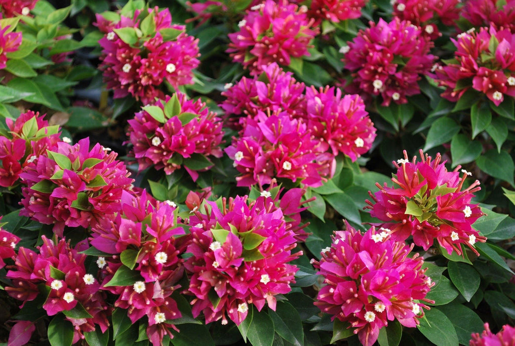 Bougainvillea Dwarf (Pink) - Plant - Kadiyam Nursery