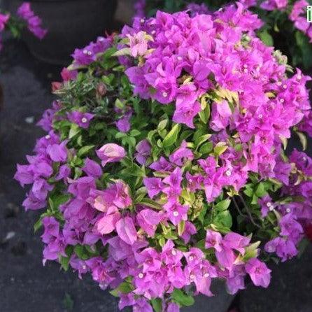 Buy Pink Queen Bougainvillea Glabra - A Vibrant Pink Bloom for Your Ga ...