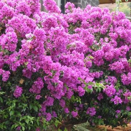 Bougainvillea glabra,Bougainvillea Deep Purple Compact, Peper Flower - Kadiyam Nursery