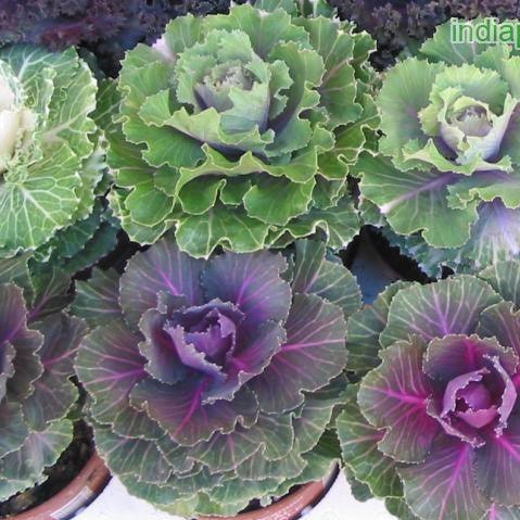 Brassica oleracea acephala,Ornamental Cabbage, Flowering Cabbage - Kadiyam Nursery