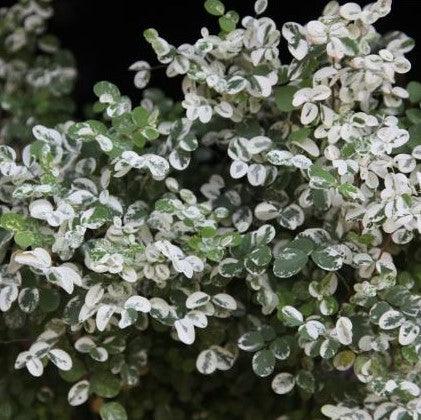 Breynia nivosa nana, Phyllanthus nivosus nanus,Snow Bush Mini - Kadiyam Nursery