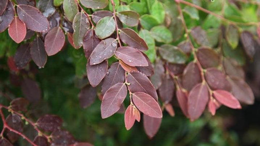 Breynia rubra, Phyllanthus rubrum - Kadiyam Nursery