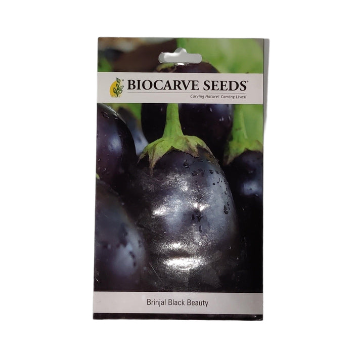 Brinjal Black Beauty vegitable seeds (pack of 100 seeds ) - Kadiyam Nursery