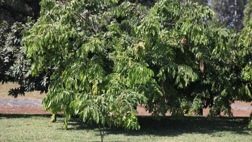 Brownea ariza, Handkerchief Plant, Brownia - Kadiyam Nursery